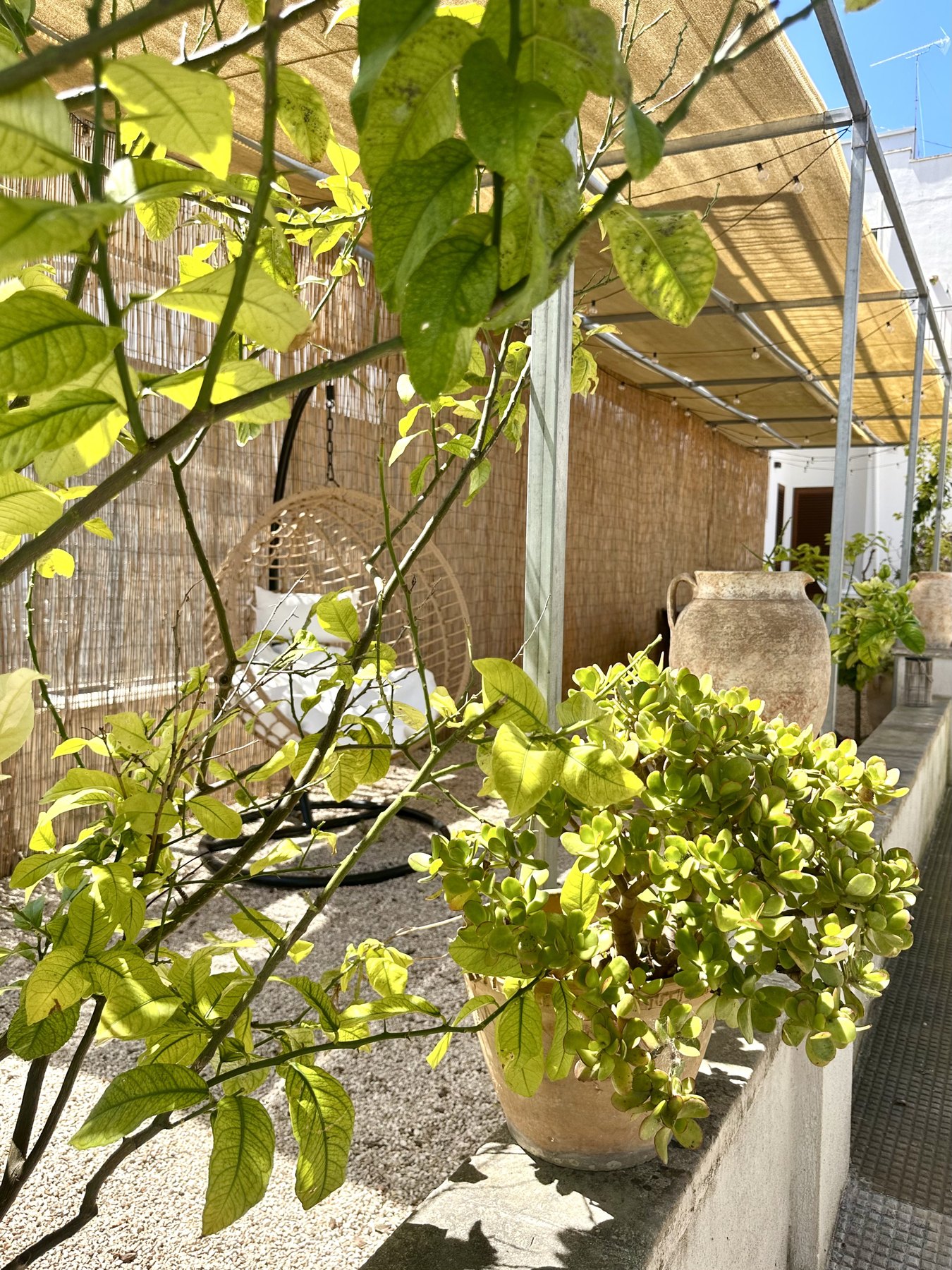 L'angolo del giardino con gli alberi di limoni e l'amaca sospesa